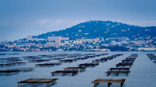 Sète : l'agglo récupère et valorise les coquilles d'huîtres et de...